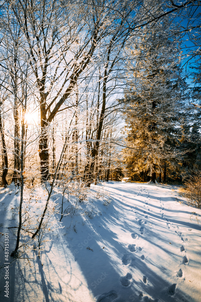 阳光照耀着被雪覆盖的冬季树木