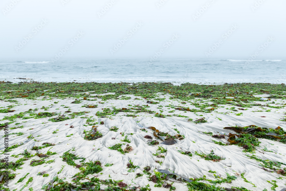 南大西洋沙海岸风暴后的海草。莫尔尼雾蒙蒙的平静海水和潮湿的海滩