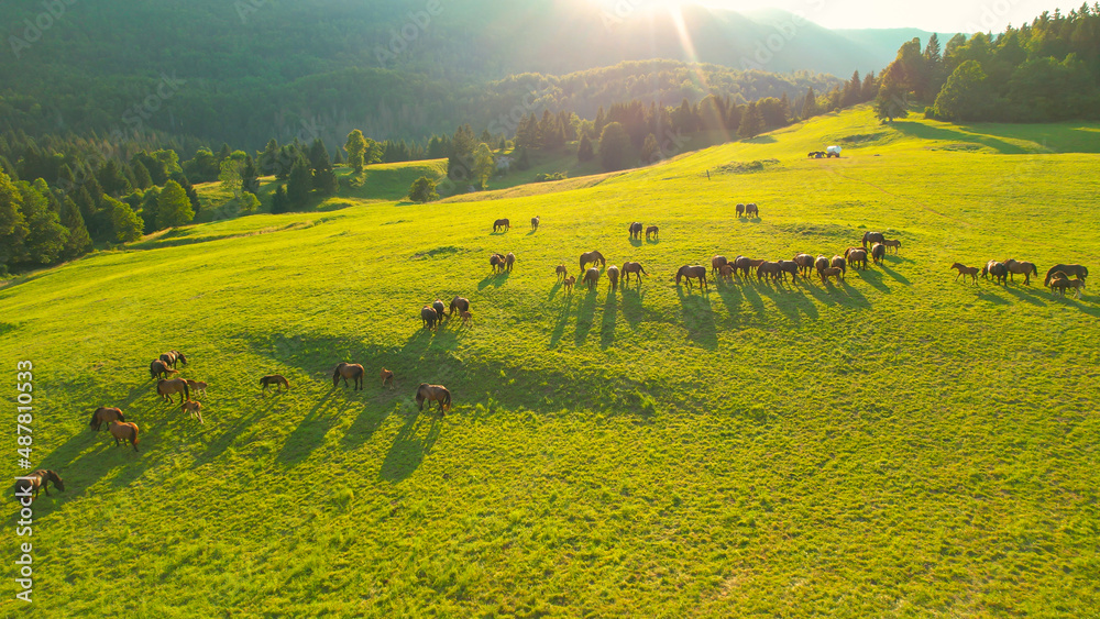 航空：夏日傍晚的阳光照射在一群在乡下吃草的马身上