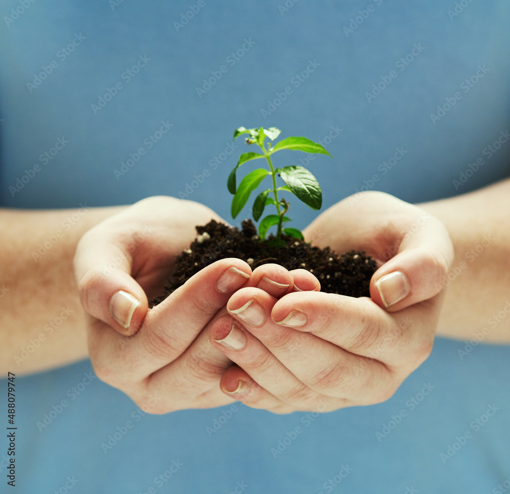 保持土壤清洁和绿色。手拿着从土壤中生长出来的植物的照片。
