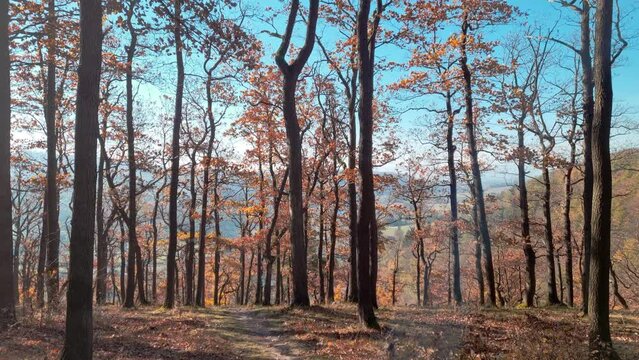 View of the autumn forest. At the top of the mountain there are bare yellow trees. Dry yellow leaves fall from the trees. Autumn background
