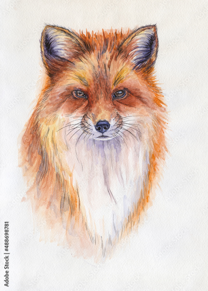 赤狐肖像。水彩插图。白色手绘动物
