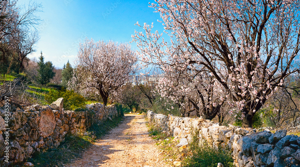 春天的花园，山坡上的道路两旁盛开着杏树，映衬着大自然中的蓝天