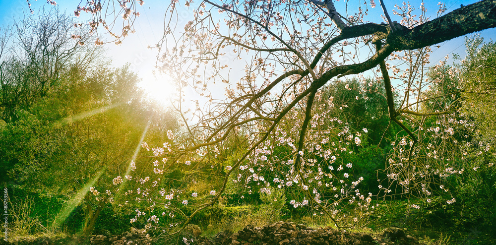 绿色灌木丛中盛开的杏仁树，春天灿烂的阳光透过大自然中的树枝。
