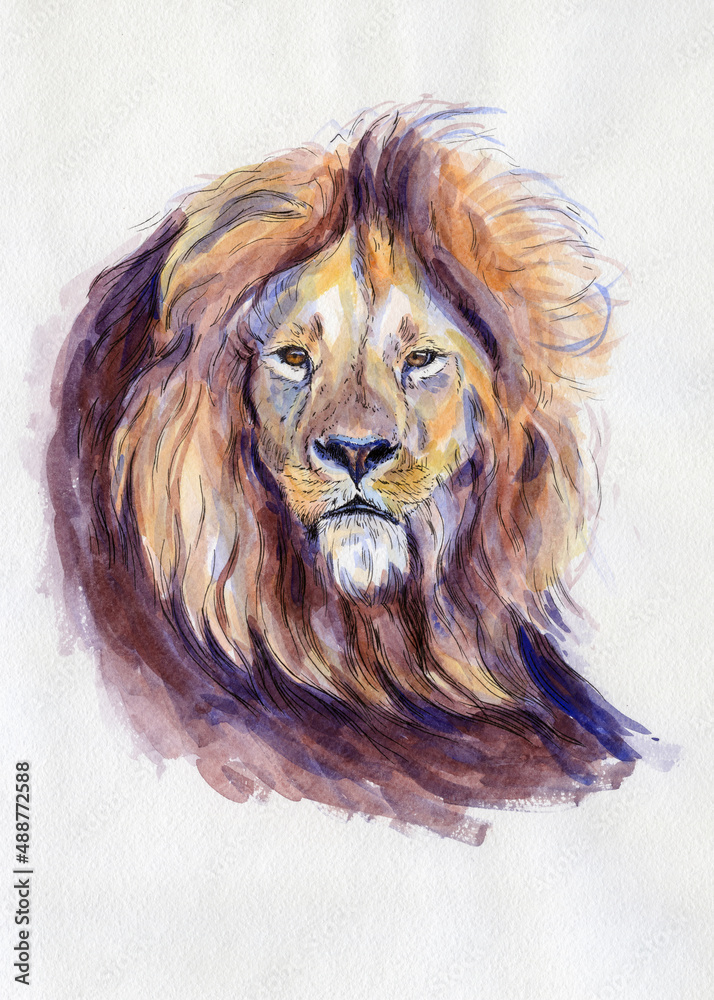 Lion portrait. Watercolor illustration. Hand drawn animal on white