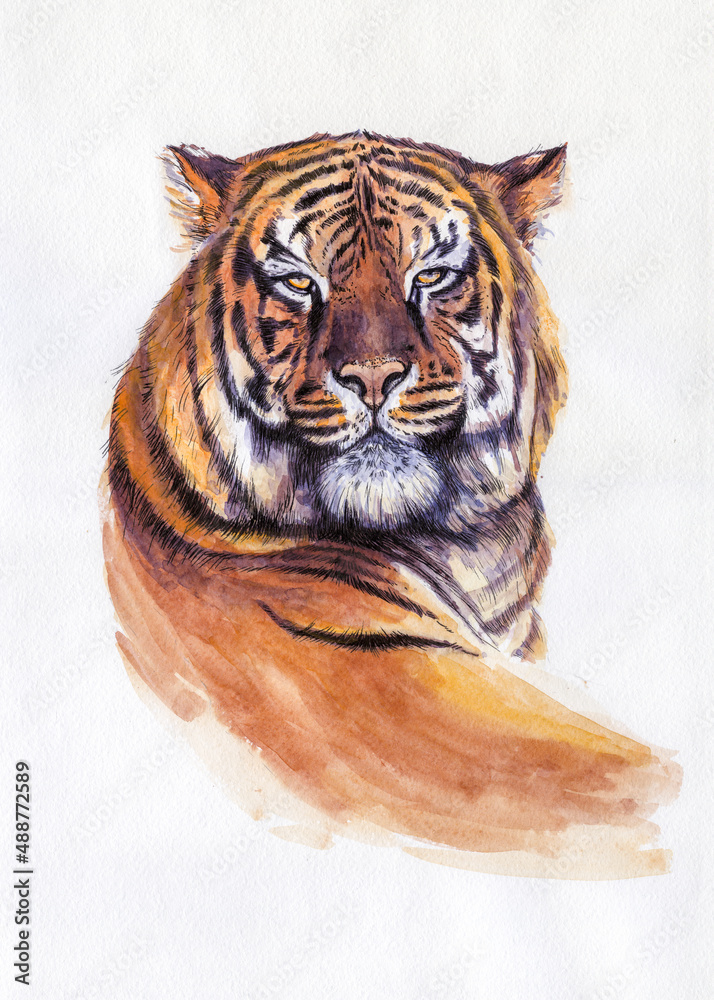 Tiger portrait. Watercolor illustration. Hand drawn animal on white