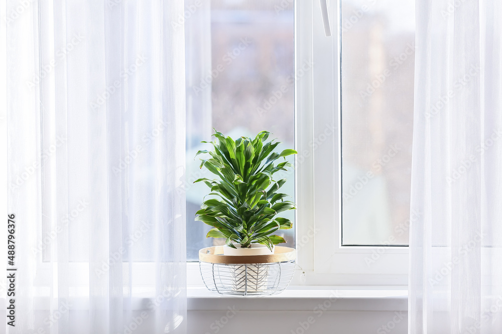 窗台上有漂亮的绿色室内植物的花盆