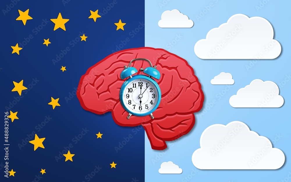 The circadian rhythms are controlled by circadian clocks or biological clock. Brain illustration
