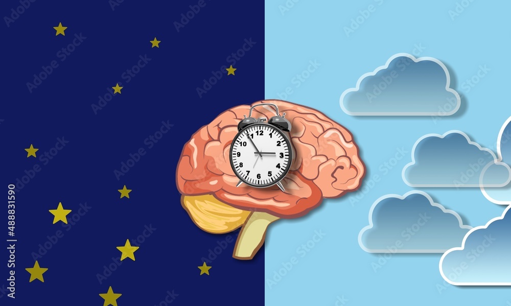 昼夜节律是由生物钟或生物钟控制的。大脑图解