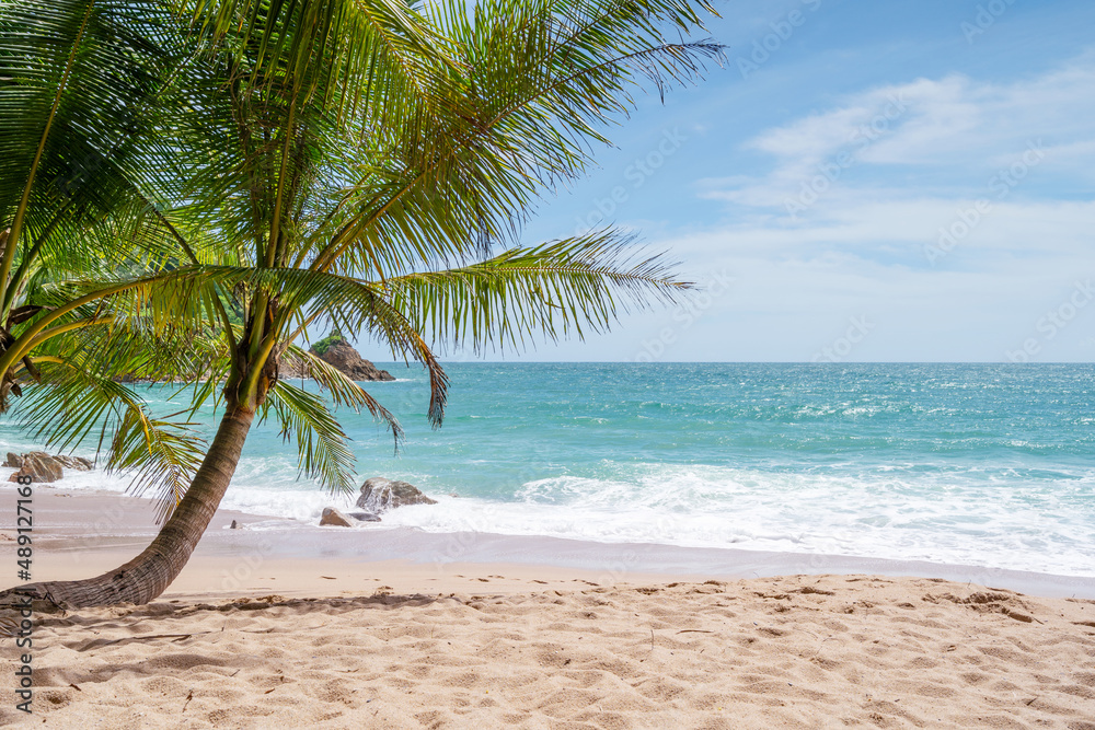 Phuket beach Summer beach with coconut palms trees around in Phuket island Thailand, Beautiful tropi
