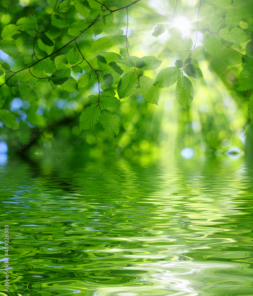 Green leaves on sun and blur tree foliage