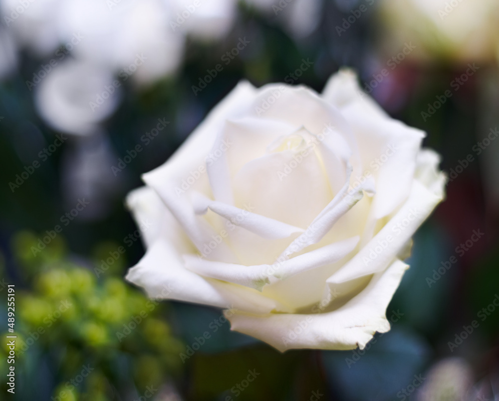 天真无邪的照片。一朵新鲜白玫瑰的特写照片。