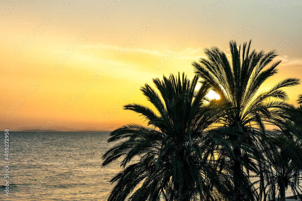 日落时的棕榈树剪影