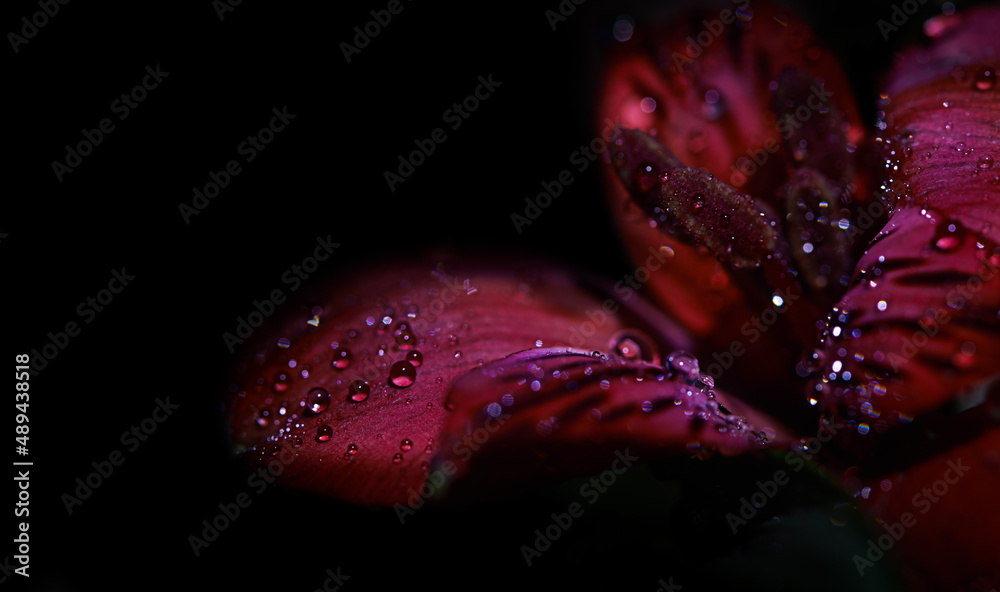 壮丽的花香。工作室拍摄的或黑色背景上覆盖着露水的红色百合。