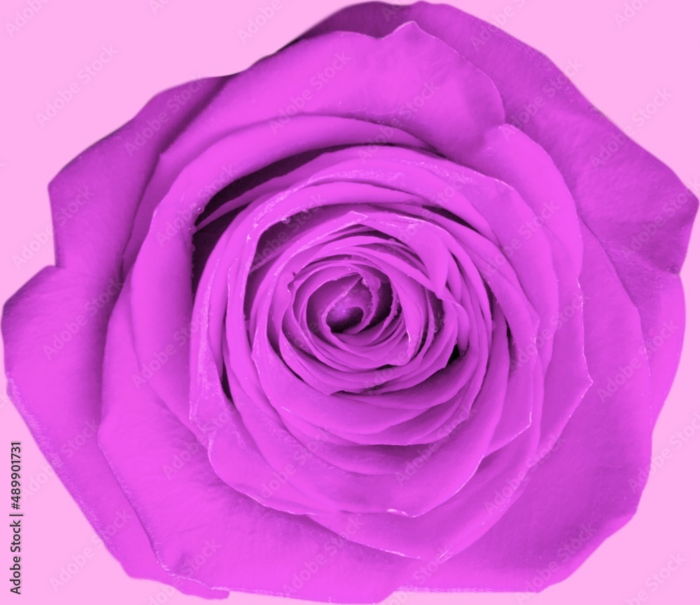淡紫色的玫瑰花蕾。紫色的玫瑰花瓣。蓝色的玫瑰