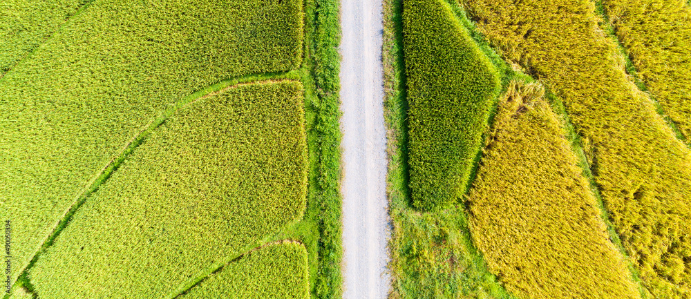 空中无人机摄影-俯视绿色和金色的稻田，欣赏美丽的自然之光