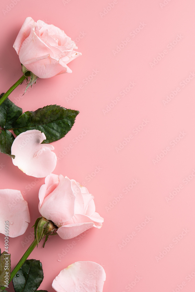Mothers Day design concept background with pink rose flower on pink background.