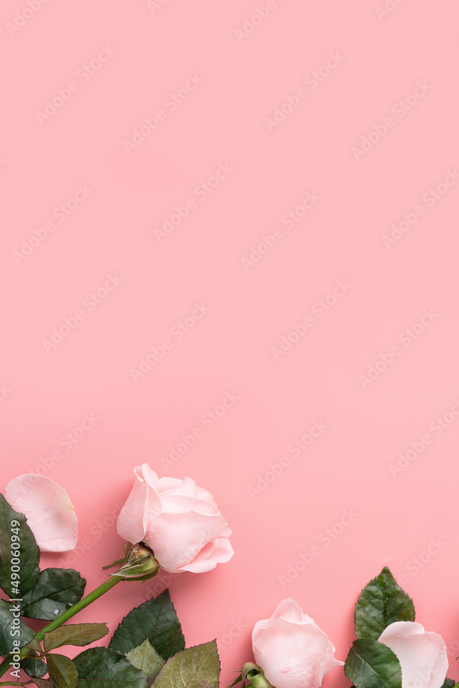 母亲节设计概念背景，粉色背景上有粉色玫瑰花。