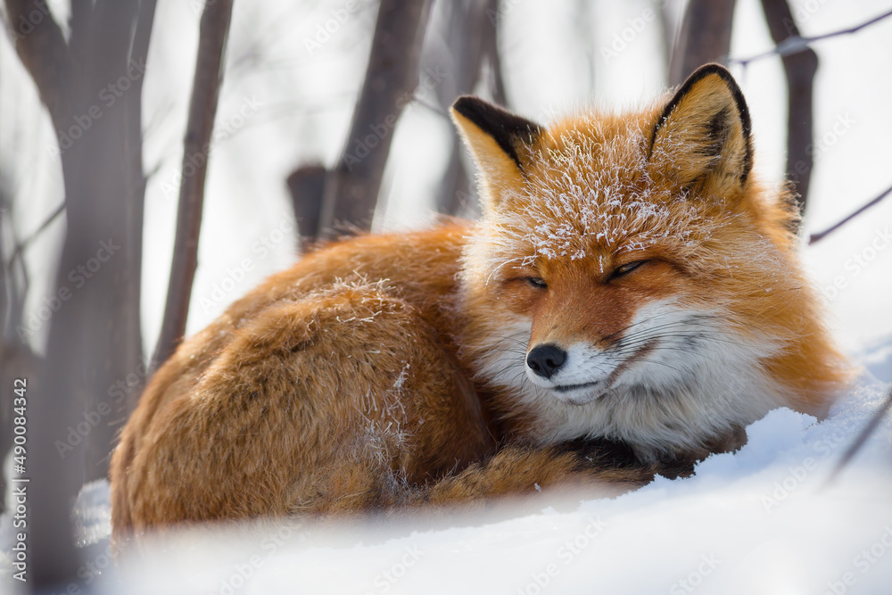 Red fox (Vulpes vulpes). A beautiful fox lies in the snow in the thickets in the forest-tundra. Cold