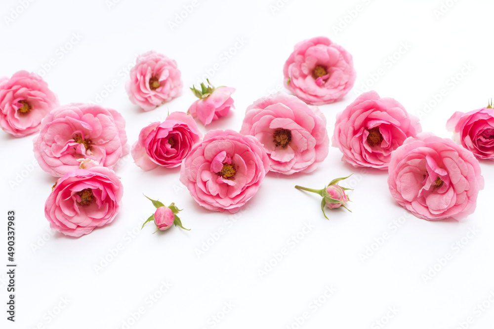白色背景上由粉色玫瑰制成的花朵图案。平躺，俯视图。情人节背景。F