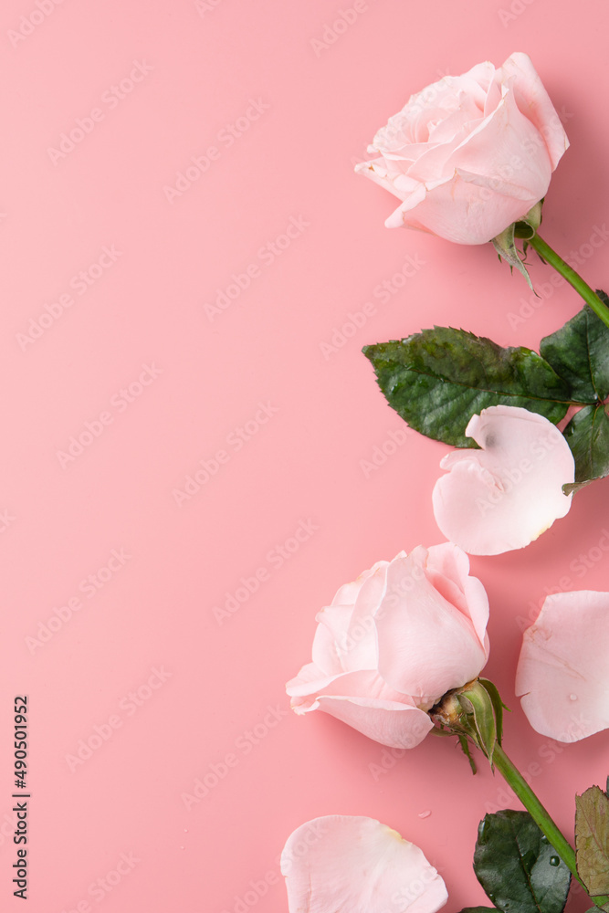 母亲节设计概念背景，粉色背景上有粉色玫瑰花。