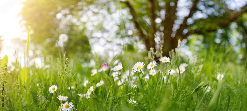 春天阳光明媚的自然公园里盛开的雏菊的美丽景色。