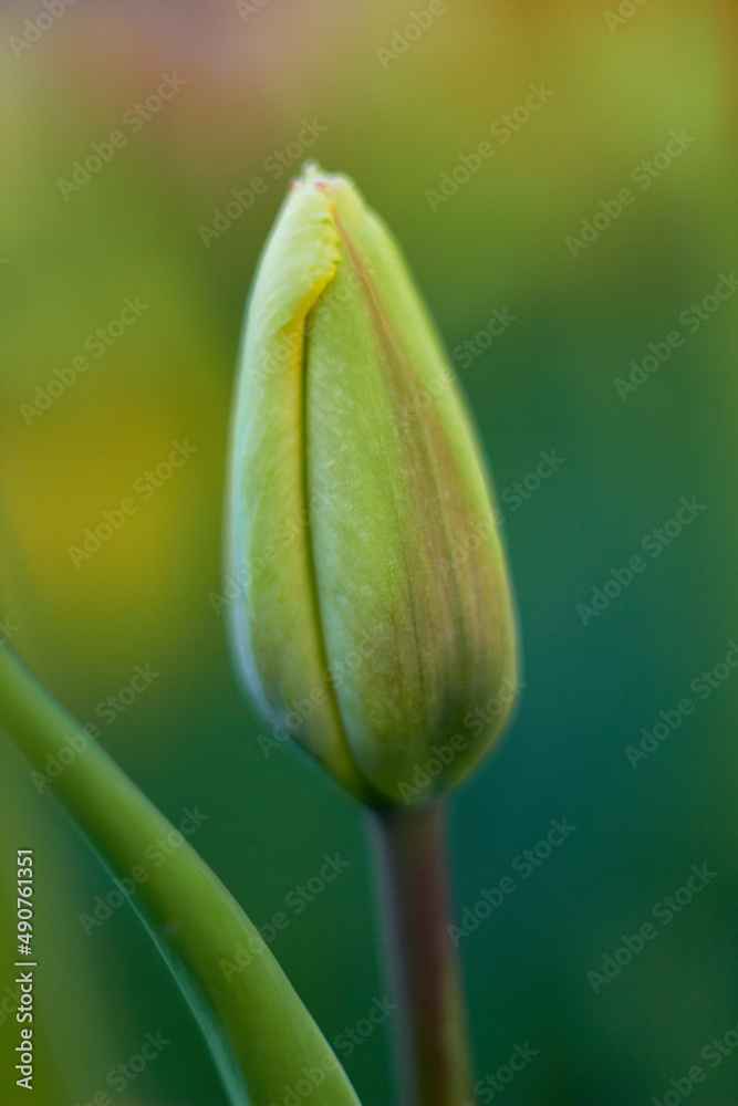 郁金香节户外生长的单一封闭郁金香。自然之美。春天，青春，成长
