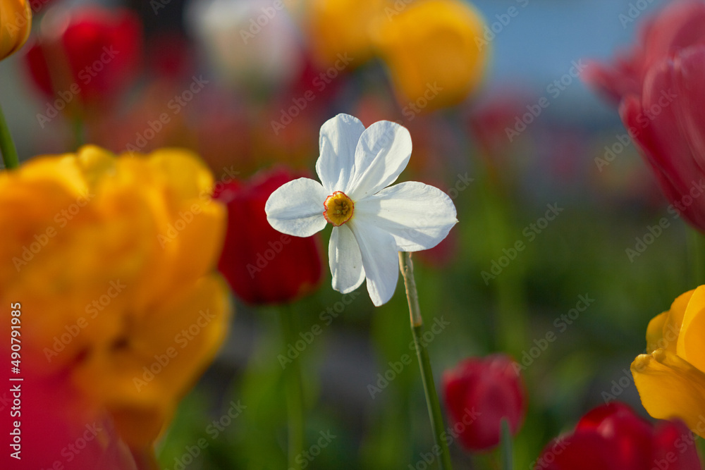 一株白色水仙，背景是模糊明亮的花朵。花园里的春花