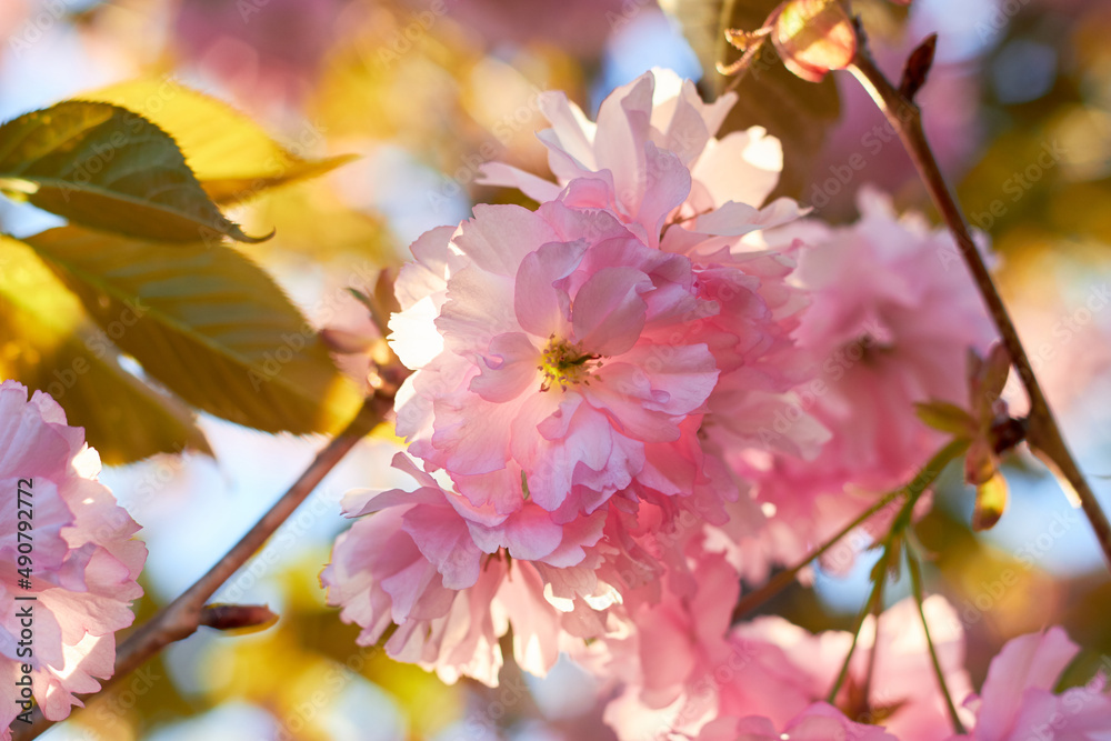 鲜艳多彩的春天粉色樱花。阳光明媚的日子里樱花盛开。自然之美。春天，