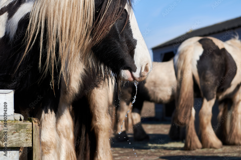 阳光明媚的一天，马的嘴上滴水的特写