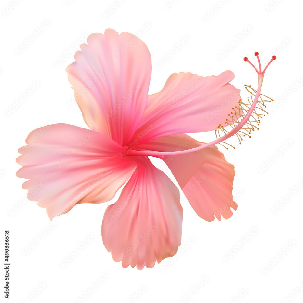 白色背景上的粉红色芙蓉花。插图