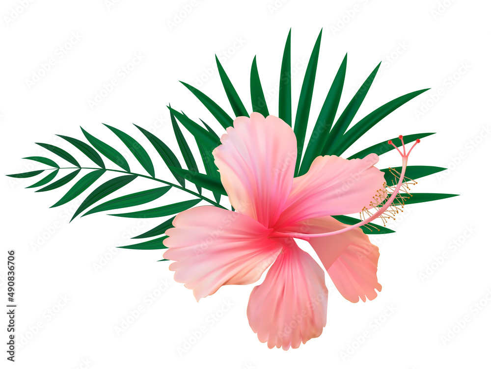 粉红色芙蓉花，棕榈叶孤立在白色背景上。插图