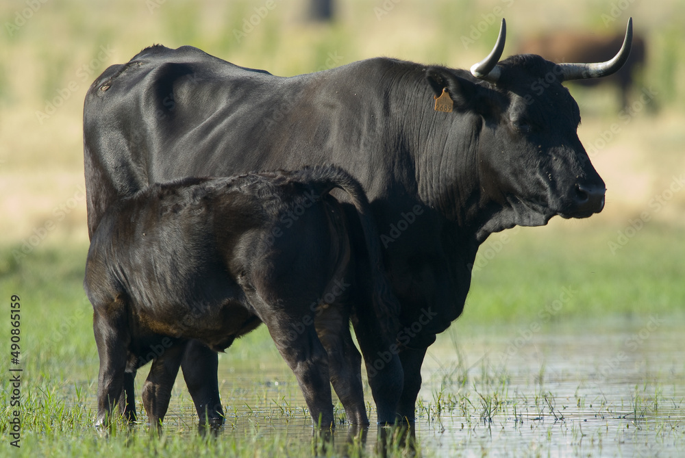 西班牙埃斯特雷马杜拉池塘里的牛在喝水。