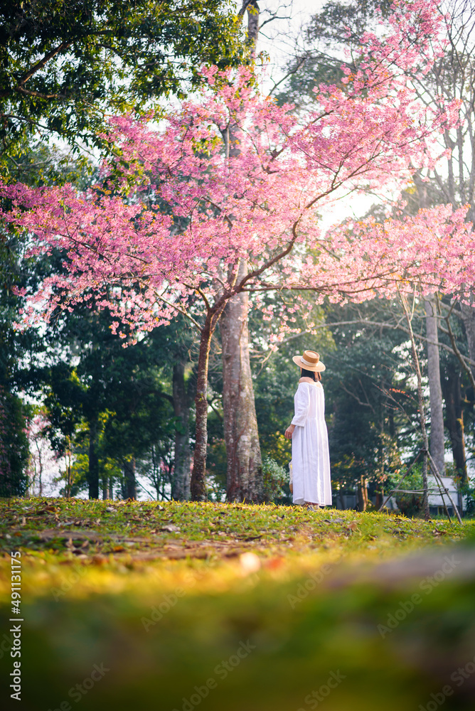 穿着白色连衣裙的女人看起来很漂亮，日落时盛开的樱花树，粉红色的樱花