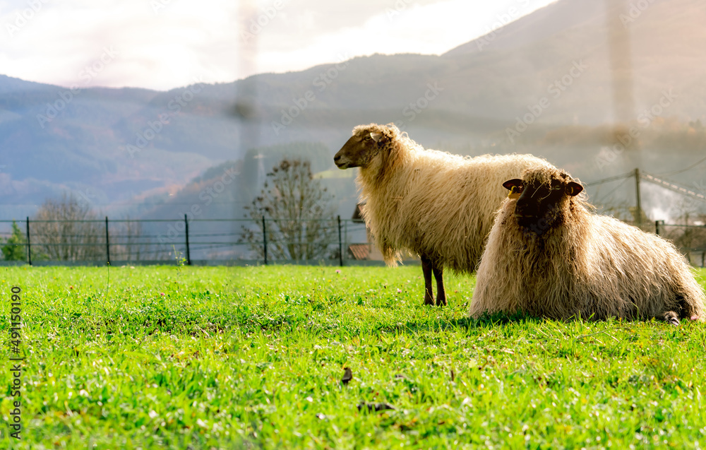 牧场上有围栏的家养绵羊。绿草地里有白色皮毛的绵羊。