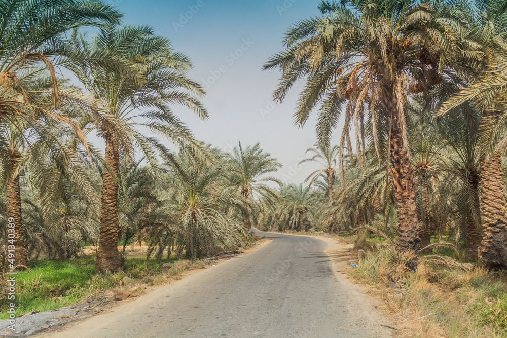 穿过埃及巴哈里亚绿洲棕榈林的道路