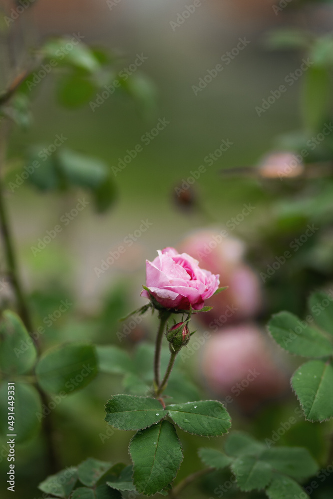盛开的花园里的粉红玫瑰