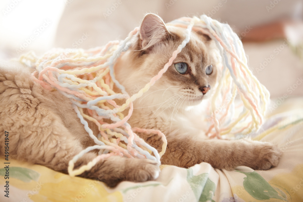 纱线太多了，时间太少了。一只披着纱线的暹罗猫躺在床上的可爱特写镜头