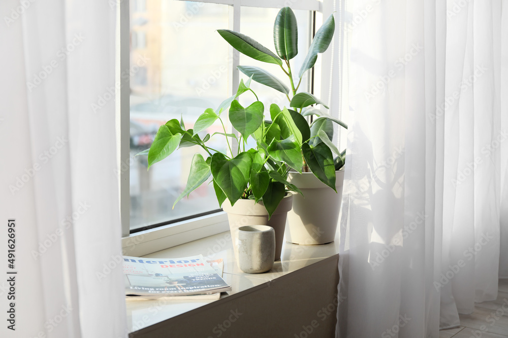窗台上的绿色室内植物、蜡烛和杂志