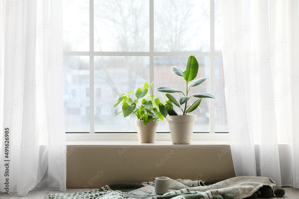 Green houseplants on window sill