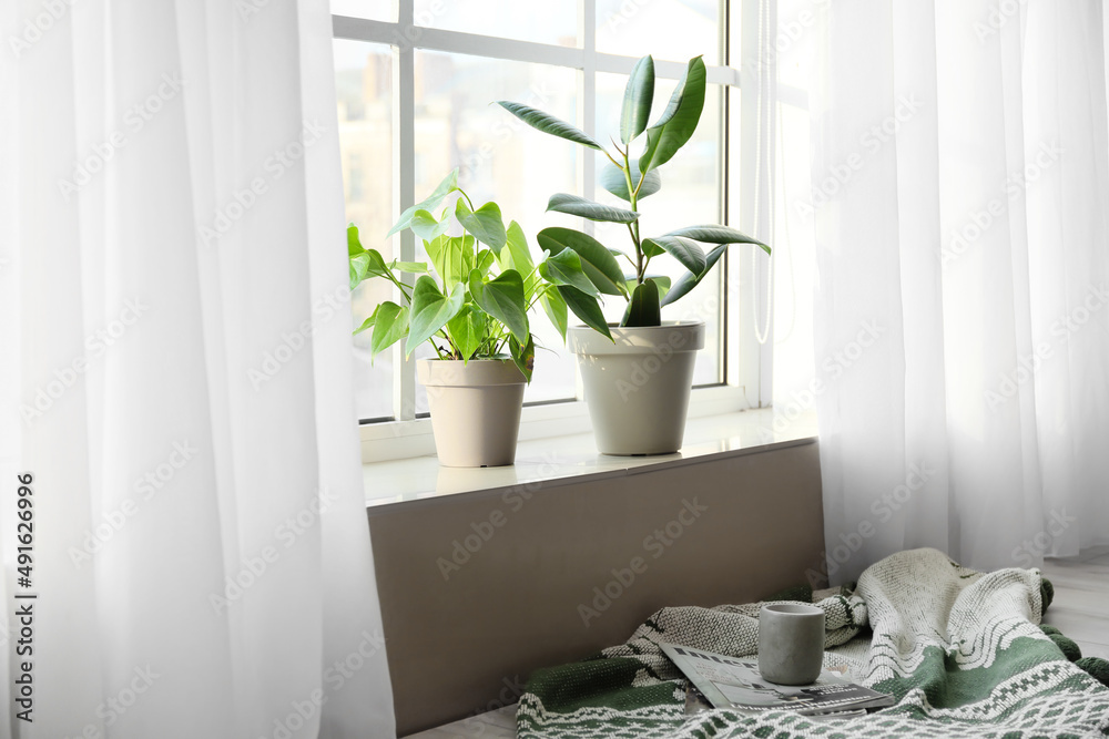窗台上的绿色室内植物