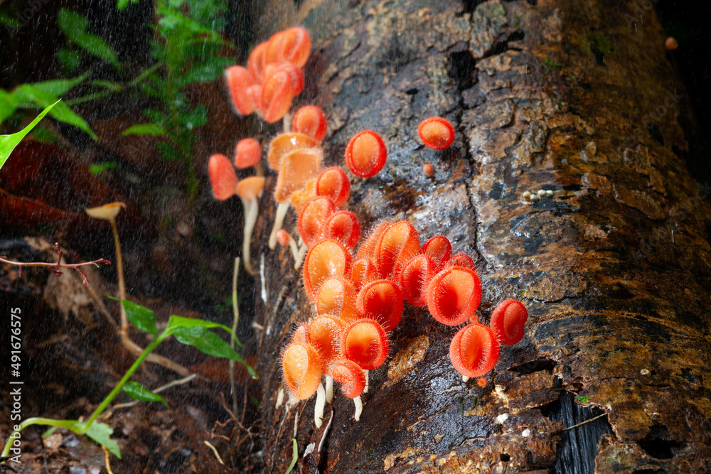 Mushroom orange fungi cup or champagne mushroom on decay wood in the rain forest