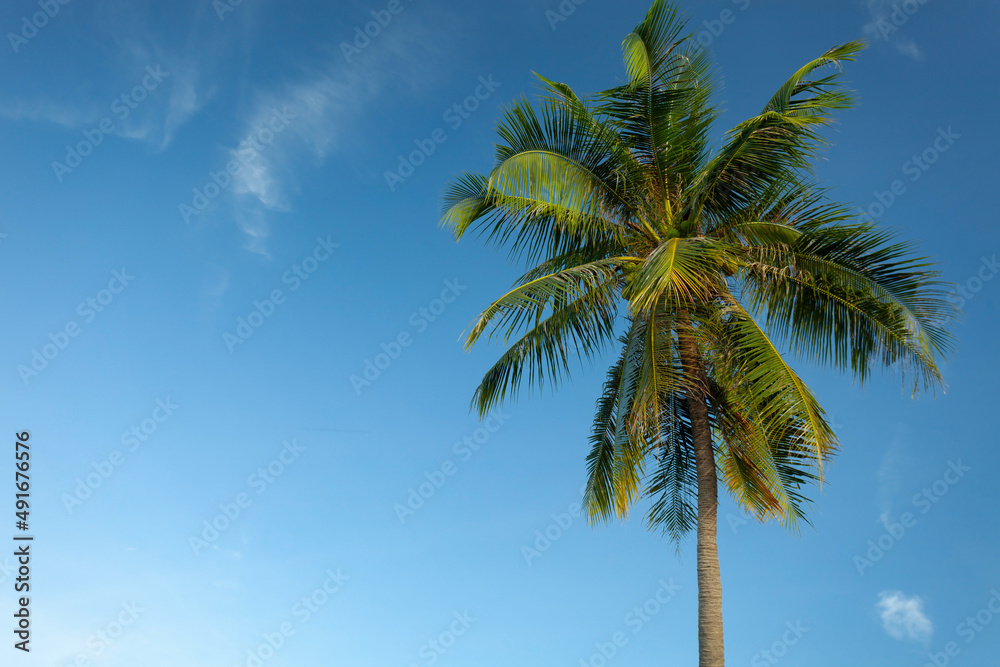 椰子树仰视图棕榈树上新鲜叶子的特写仰视图c的绿叶