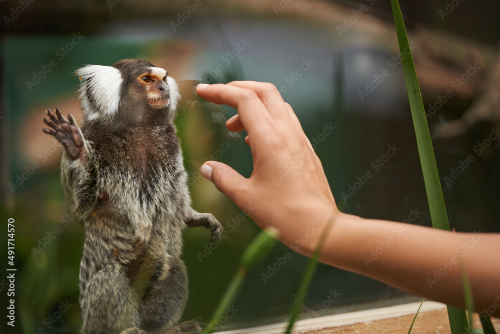 一个新的毛茸茸的朋友。一个女人向一只可爱的猴子伸出援手。