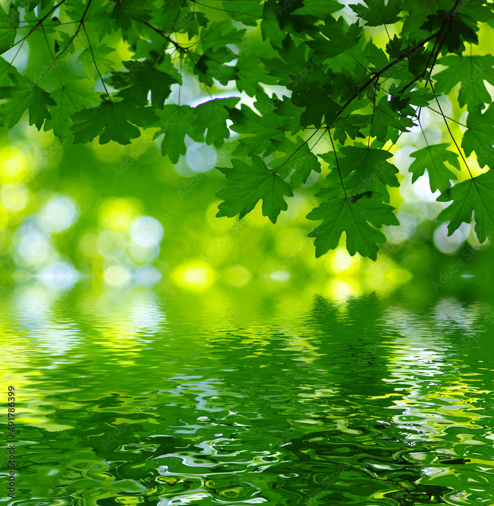 Green leaves spring background near the water