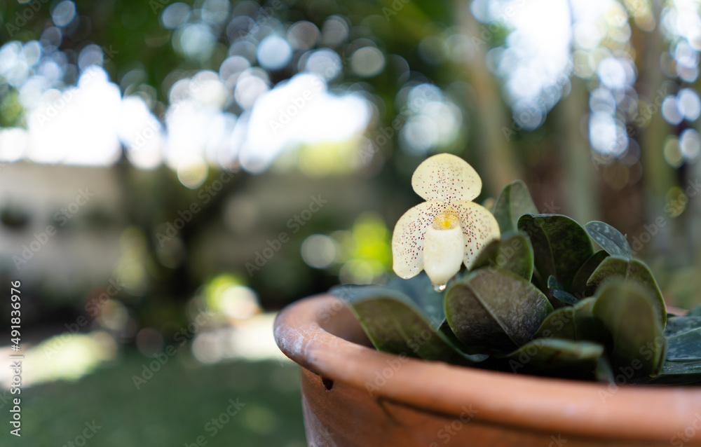 热带花园里的兰花。生长在兰花上的兜兰花在柔软的博凯花园里