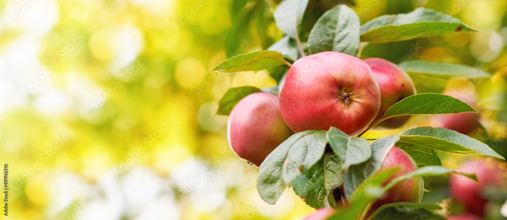 我花园里的苹果。一张品味和美丽苹果的照片。