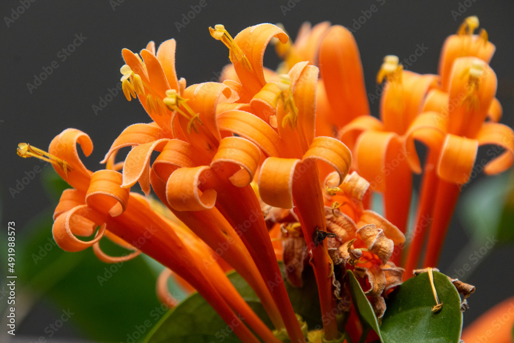 A touch of orange - full frame image of honeysuckle flowers up close