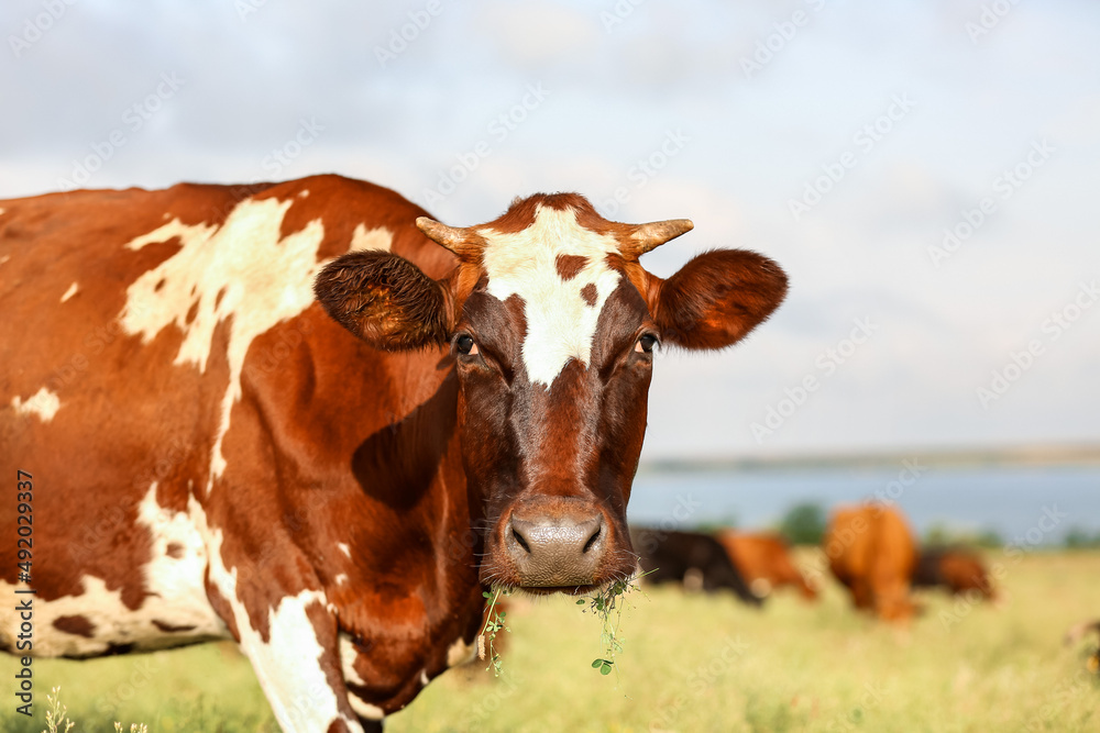 Brown and white cow grazing on pasture, closeup