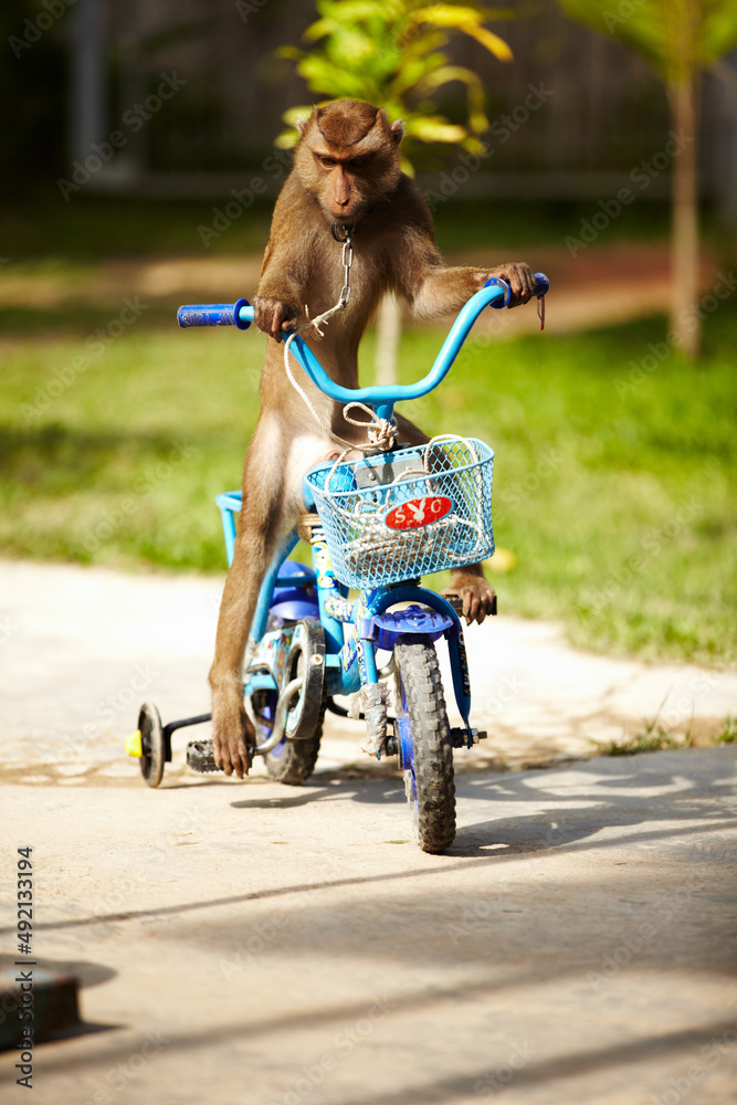 骑自行车的猕猴。一只骑蓝色自行车的猕猴——泰国。